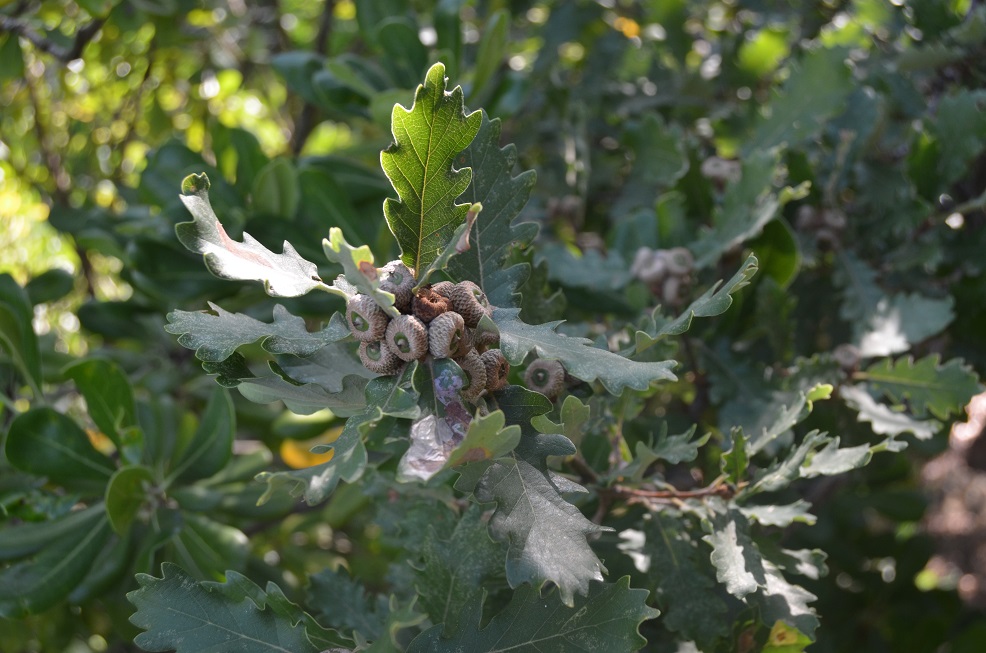 No s'ha trobat l'arxiu